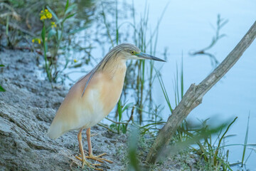 Starc galben - Squacco heron - Ardeola Ralloides