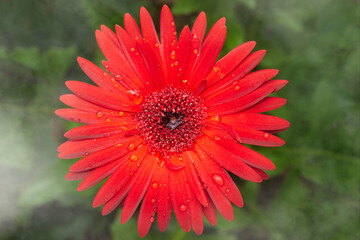 Macro of a gerbera flower with water drop