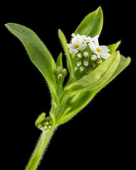White flowers of Forget-me-not (Myosotis arvensis), isolated on black background