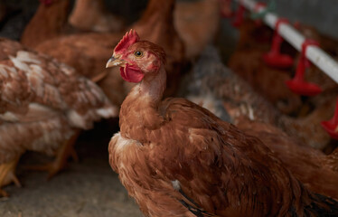 Free range poultry. close up of brown chicken in the barn yard