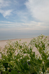 a green bush that grows on a sandy beach with a blue sky