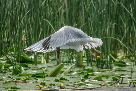Pescarus pontic - Larus cachinnans