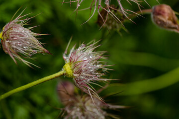 Verblühte Küchenschellen nach dem Regen