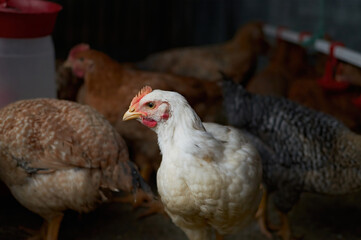 Free range poultry. close up of white chicken in the barn yard