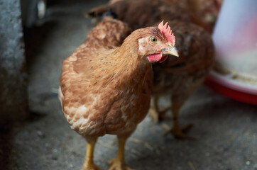 Free range poultry. close up of chicken in the rural barn yard