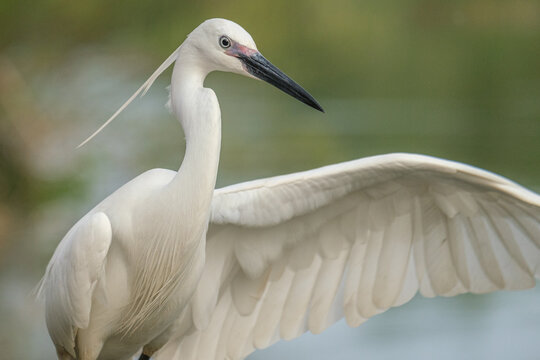 Egreta mica - Little egret - Egretta garzetta