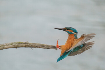 Pescaras albastru - Kingfisher - Alcedo atthis