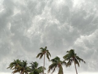 windy trees under cloudy sky