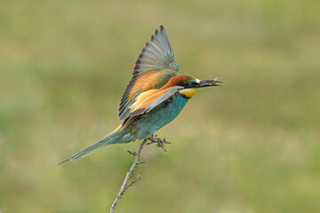 Prigorie - Bee-eater - Merops apiaster