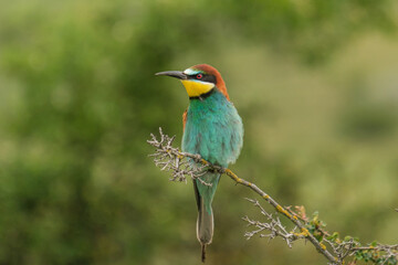 Prigorie - Bee-eater - Merops apiaster