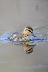 reflection of a Mallard duckling swimming on a pond