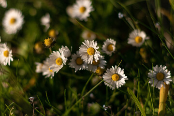 daisies in the grass