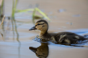 Mallard duckling swimming on a pond