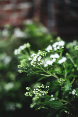 White color of flowers on the street, Seoul, South Korea