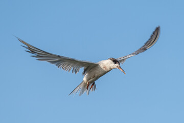 Common tern - Chira de balta - Sterna hirundo