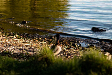 ducks on the beach