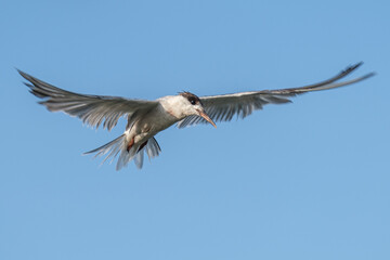 Obraz premium Common tern - Chira de balta - Sterna hirundo