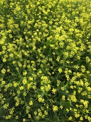 yellow flowers background