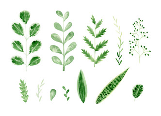 Watercolor herbs set. Green garden plants. Leaves  and branches of fern, eucalyptus, olive