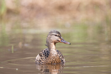Close up on a female mallard duck swimming on a pond