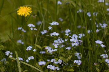 field of daisies