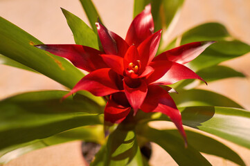 Close-up Bromelia Flower Plant Blooming in the pot
