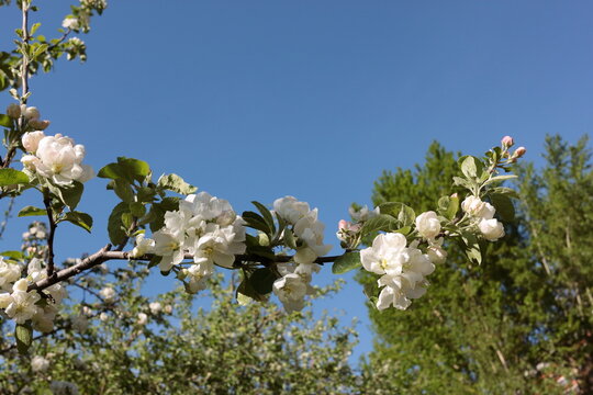 fresh flowers on branch of apple tree
