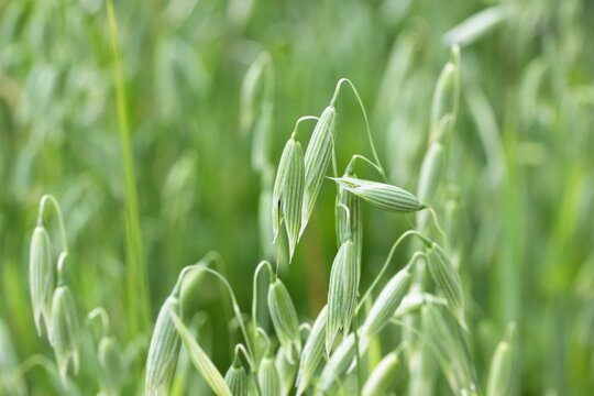 Green spikes of oats on field
