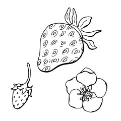Linear set of strawberry berry, flower and leaf. White background, isolate. Line art. Vector illustration.	