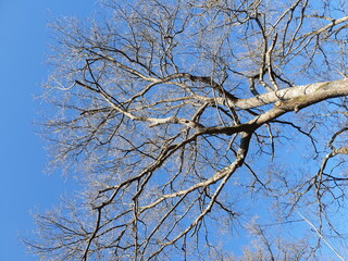 Arbre sous ciel bleu