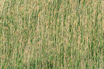 dry grass field, close up