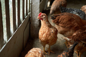 Free range poultry. close up of chicken in the village barn yard