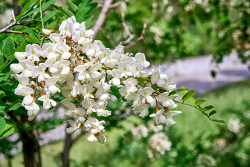Blooming white acacia, sunny day.