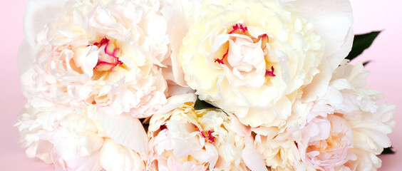 Banner. Bouquet of cream peonys. Close-up.