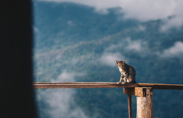 cat looking at camera against mountain background
