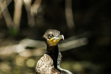 Great cormorant - Cormoran mare - Phalacrocorax carbo