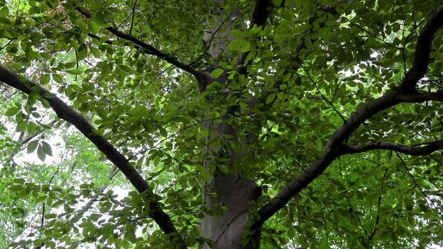 Fagus sylvatica f. purpurea tree, commonly called European beech or common beech, 4k footage