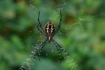 Black spider on the nests or web