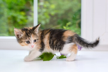 A small tricolor kitten sits on the windowsill
