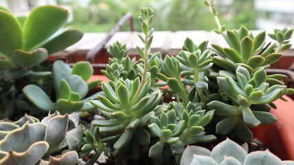 various succulent plants are blooming design for houseplant background