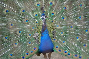 Obraz premium クジャク