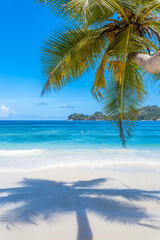 Obraz na płótnie Canvas cocotiers sur plage des Seychelles 