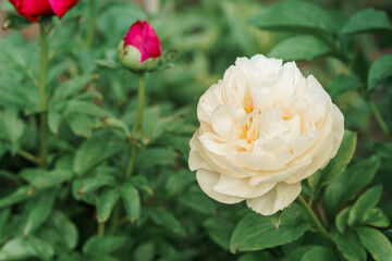 Blooming cream Peony Flower On Blurred Natural Green Background. Pion. Spring, summer concept. Close up photo