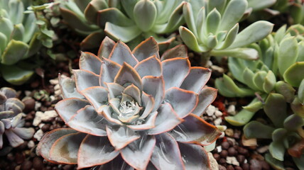 various succulent plants are blooming design for houseplant background