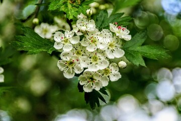 apple tree flower