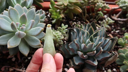 to breed the various kind of succulents plants design for gardening concept