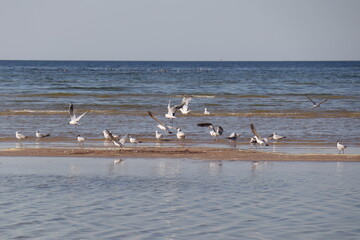 birds