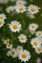 Photo of a bush of white flowering daisies.