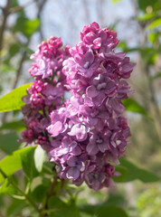 Obraz na płótnie Canvas bright lilac flowers in spring against the sky