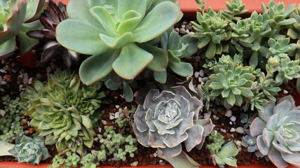 various succulent plants are blooming design for houseplant background close-up